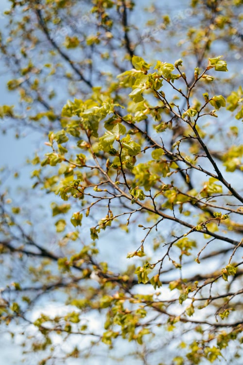 Preview: Soft focus of light green-colored leaves on tree branches at a park
