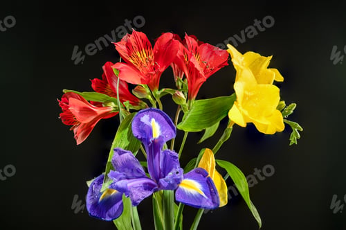 Preview: Tricolor bouquet on a black background