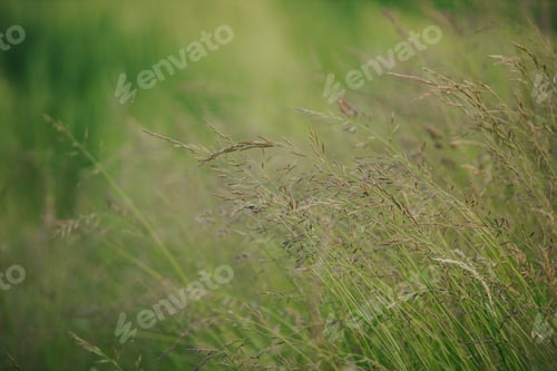 Preview: Beautiful wallpaper of Red fescue (Festuca rubra)