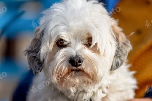 Preview: Closeup shot of a white Maltese dog.