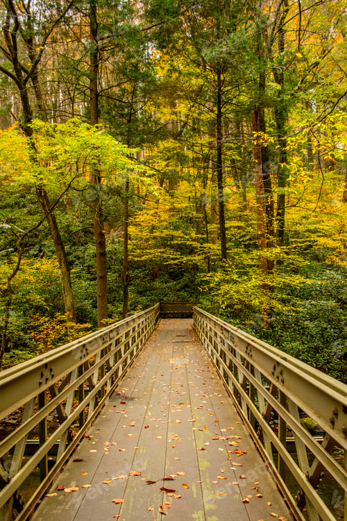 Preview: Boardwalk in the woods during the fall