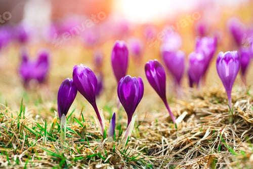 Preview: Purple crocus flowers in snow awakening in spring