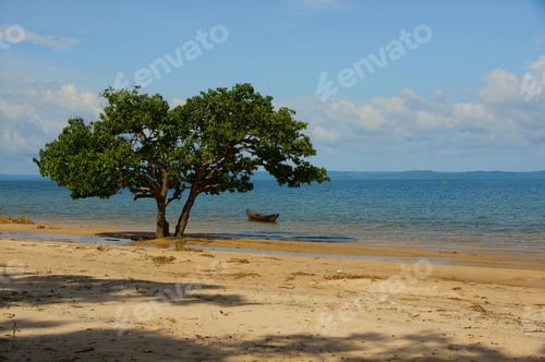 Preview: Large tree and a canoe on a seashore in Brazil