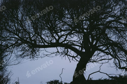 Preview: Silhouette of tree