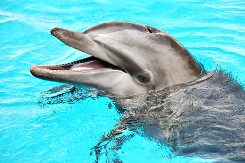 Preview: Friendly dolphin
