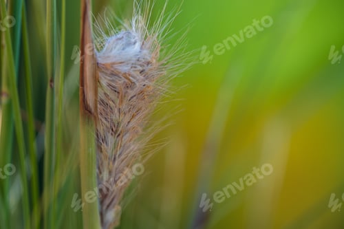 Preview: the small seed on a tall green grass plant, is just beginning to grow