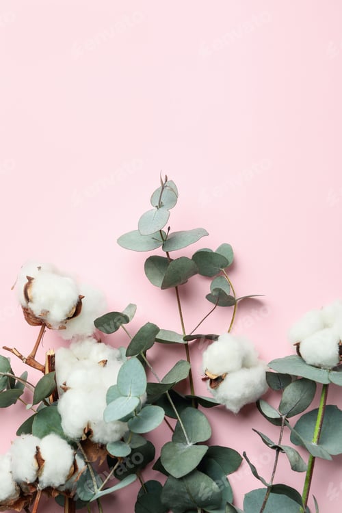 Preview: Beautiful eucalyptus and cotton on pink background