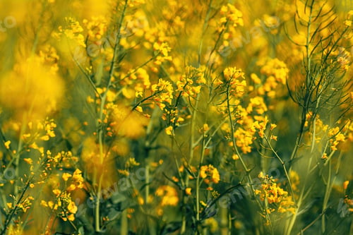 Preview: Oilseed rape crops in bloom swaying in warm spring wind