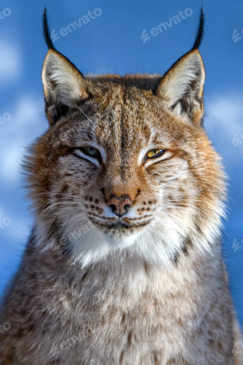 Preview: Lynx portrait in the snow. Wildlife scene from winter nature