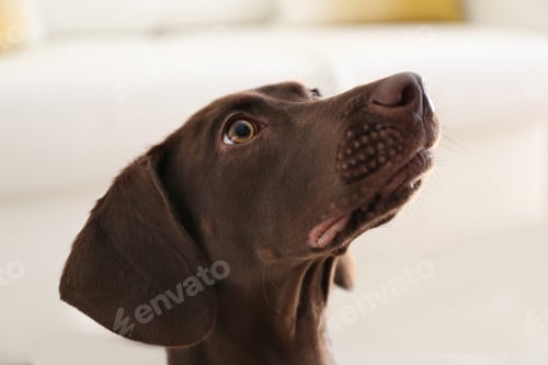 Preview: Beautiful brown German Shorthaired Pointer dog at home