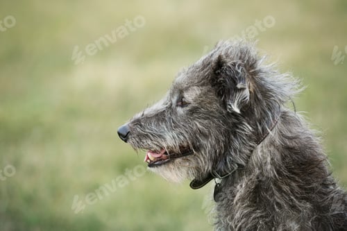 Preview: Close up of Scottish Deerhound sitting in a field.