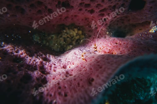Preview: macro shot of a banded coral shrimp