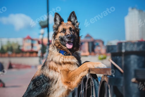 Preview: Portrait of a German shepherd dog. Dog outdoor. Purebred dog.