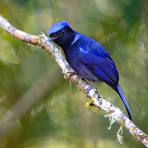 Preview: male Large Niltava