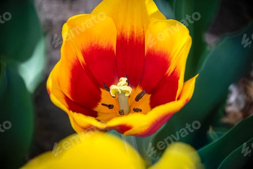 Preview: Close-up of vibrant orange and yellow flower with red-tipped petals