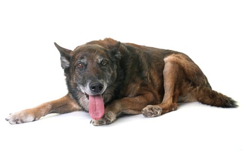 Preview: belgian shepherd malinois