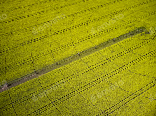 Vista previa: Center pivot irrigation system on a yellow rapeseed field aerial view