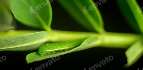 Preview: One spot grass yellow butterfly caterpillar on a Vegetable hummingbird tree leaf.