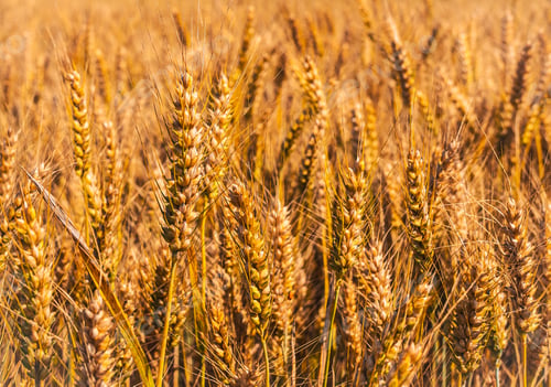 Preview: Close-up ears of wheat on agricultural field in countryside