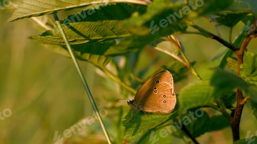 Preview: A butterfly sitting on a flower. Creative. Bright butterflies in nature sitting on flowers in the