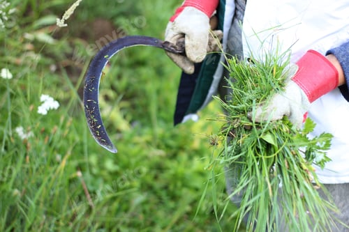Preview: A woman holding a sickle, gardening