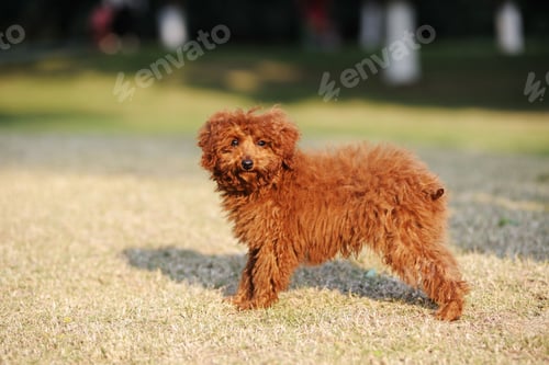 Preview: poodle, dog, puppy, pets, dogs