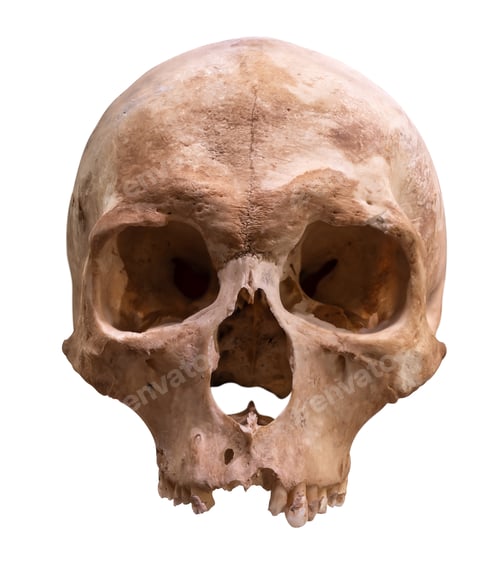 Preview: Isolated Human Skull