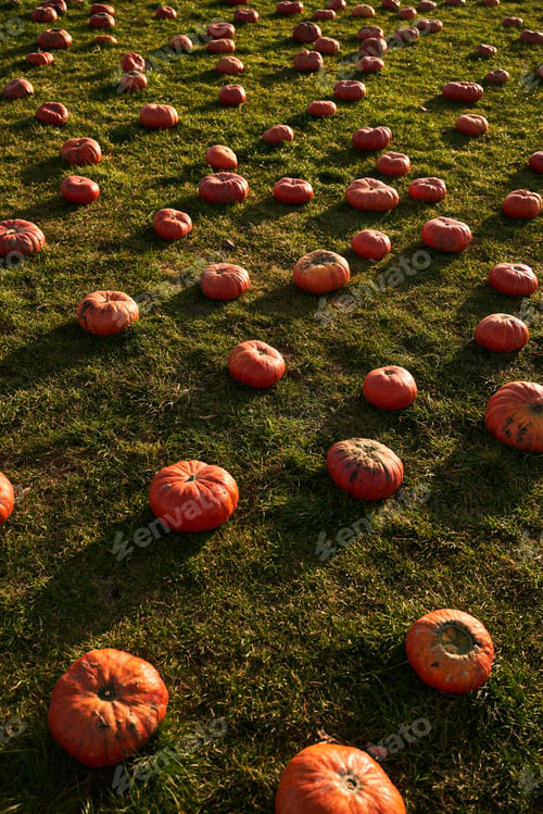 Preview: Top view of hundreds of pumpkins on field.