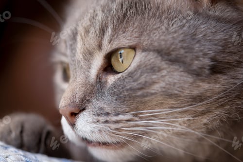 Preview: Portrait of a cat