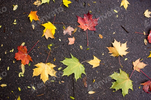 Preview: Autumn leaves spread out on the wet and black asphalt.