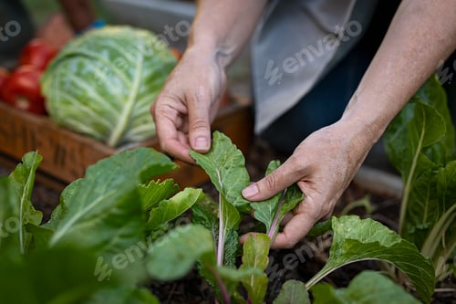 Preview: Farmer hands taking care of plant leaf