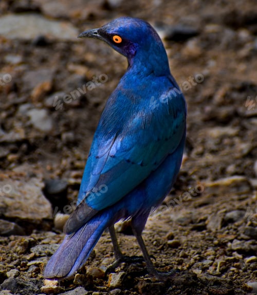 Preview: African Blue Starling Bird