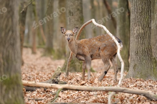 Preview: Deer