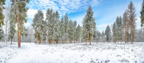 Preview: Astonishing landscape with snow-covered Christmas trees in the city park.