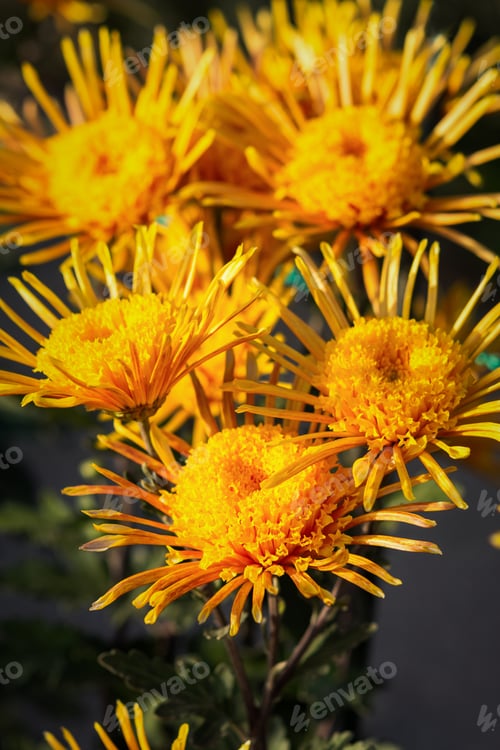 Preview: Background of yellow-orange chrysanthemums closeup in bright sunlight. Autumn flowers in the garden.