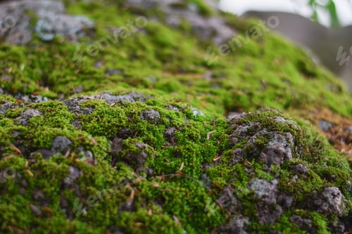 Preview: Green moss on forest floor rocks