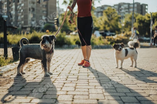 Preview: Unrecognizable woman walking her dogs on a leash in the park