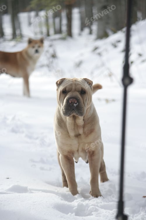 Preview: Vertical shot of a Shar Pei dog in a snowy field with a blurry background