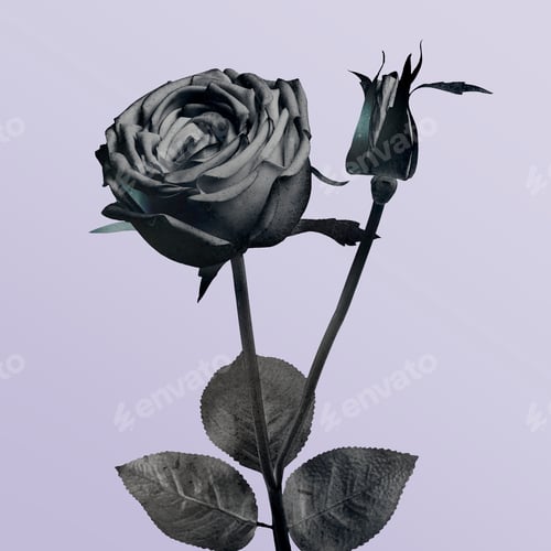 Preview: Blooming white rose flower on a green background