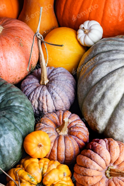 Preview: Different pumpkins in warm tones captured in close-up fall composition