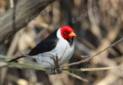 Preview: Red Head bird