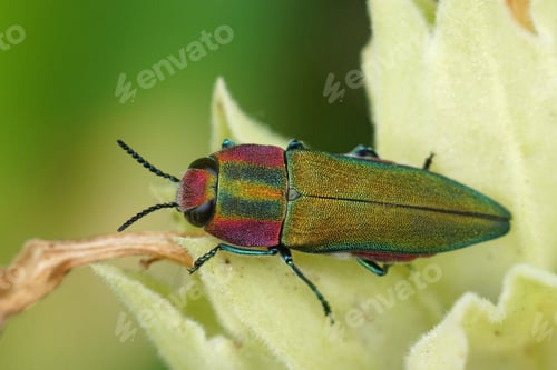 Preview: Closeup on a colorful green and red metallic jewel beetle, Anthaxia hungarica sitting on a leaf