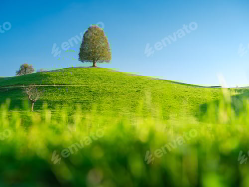Preview: Tree on top of the hill. Landscape before sunset. Fields and pastures for animals