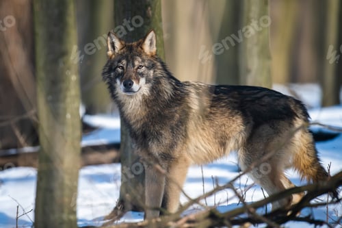 Preview: Wolf in the forest up close. Wild animal in the natural habitat
