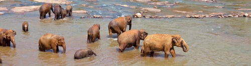 Preview: Elephant on Sri Lanka
