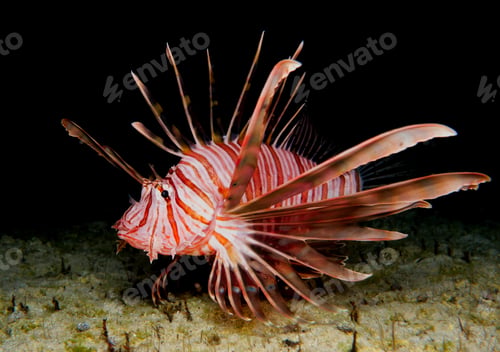 Preview: Lionfish at night