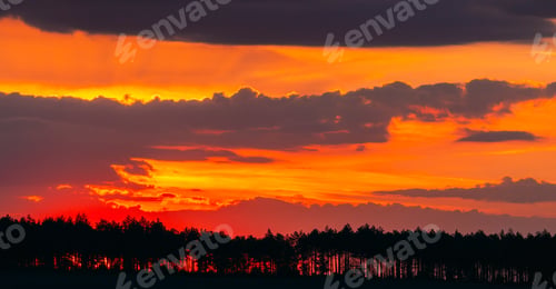 Preview: Sunset Sunrise In Pine Forest. Sunny Coniferous Forest. Fir-Trees Woods In Landscape Under Bright