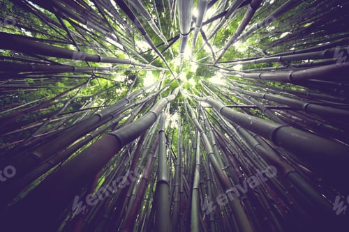 Preview: Bamboo