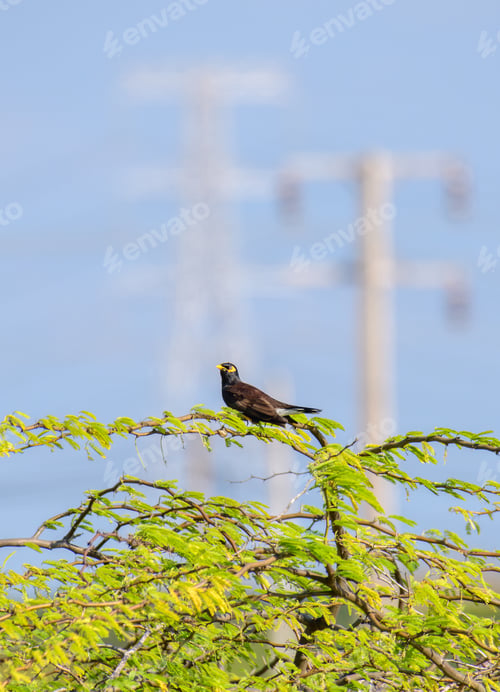 Preview: Mynah bird bird on thorny tree branch, towering electricity pylons and the blue skies