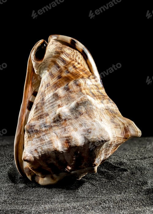 Preview: King Helmet seashell on a dark background